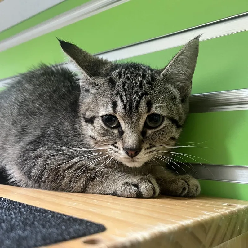 A baby small-sized male Domestic Short Hair cat named Doc for adoption in Naples, FL
