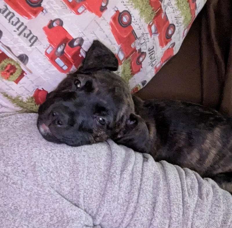 A baby medium-sized female Pit Bull Terrier dog named Queen for adoption in CHURCHVILLE, NY