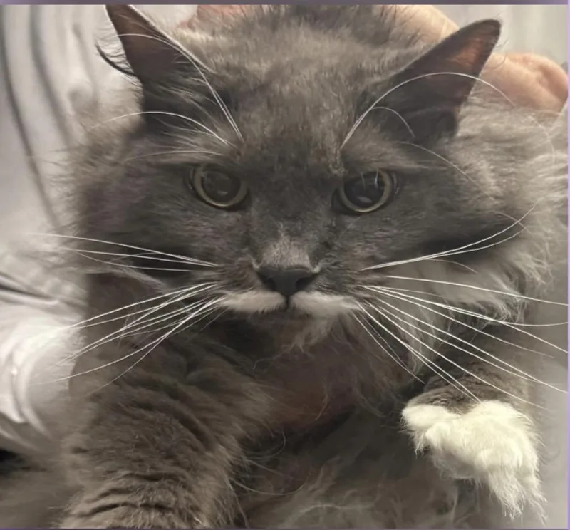 Lillie & Millie thumbnail 2