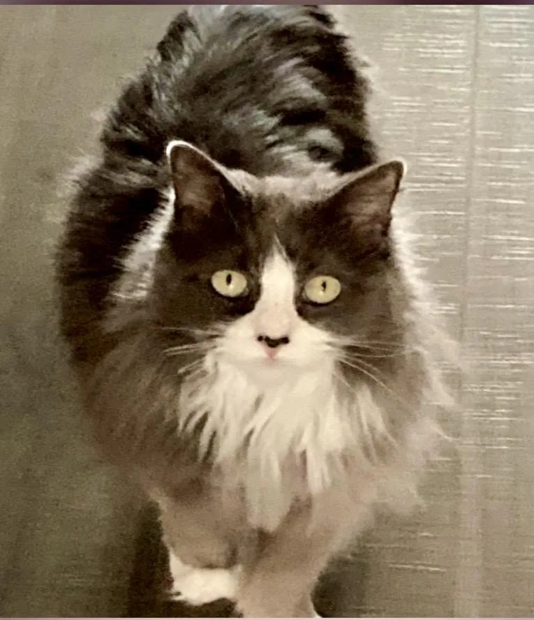 Lillie & Millie thumbnail 3