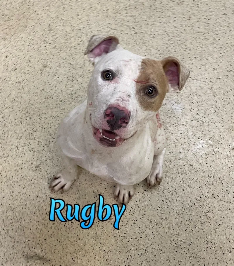 An adult medium-sized male Terrier dog named Rugby for adoption in Muncie, IN