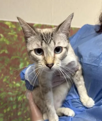 A young small-sized female Domestic Short Hair cat named Scoffi for adoption in San Antonio, TX