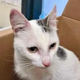 A baby small-sized female Domestic Short Hair cat named Eloise for adoption in Burlington, WA