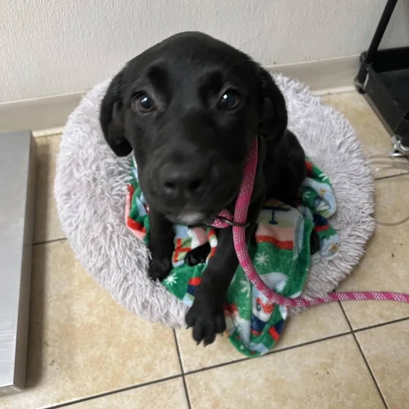 A baby large-sized female Black Labrador Retriever dog named Dr. Sloane for adoption in Pekin, IL