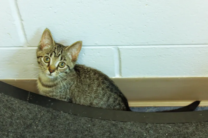 A baby medium-sized female Tabby (Brown / Chocolate) Domestic Short Hair cat named Clover for adoption in Urbana, OH