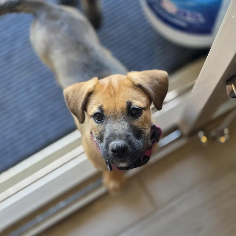 A young medium-sized female Brown / Chocolate Mixed Breed dog named Sparky for adoption in Tucson, AZ