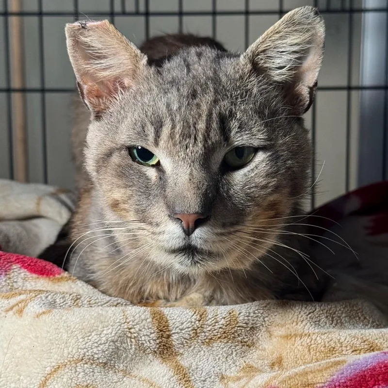 An adult small-sized male Gray / Blue / Silver Domestic Short Hair cat named Arnie for adoption in Pacific Palisades, CA