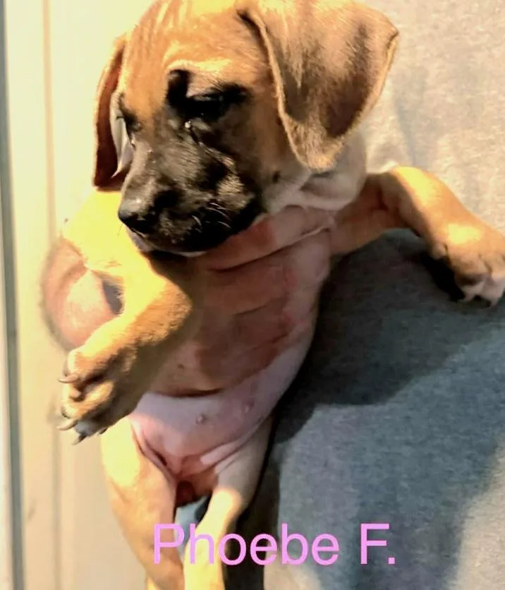 A baby medium-sized female Brown / Chocolate Mixed Breed dog named Phoebe for adoption in Parma, OH