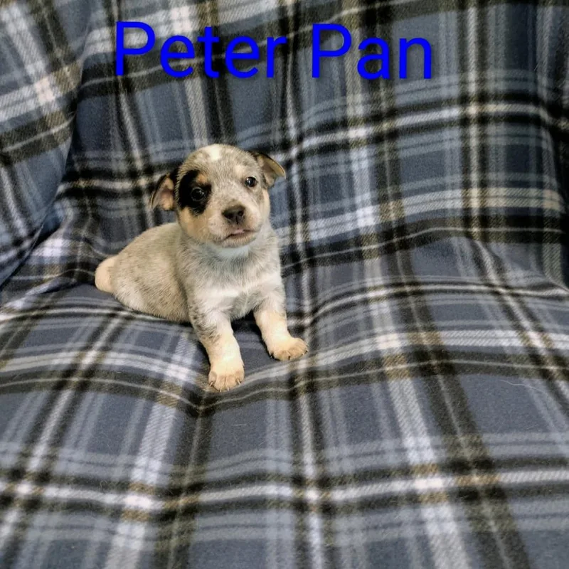 Peter Pan