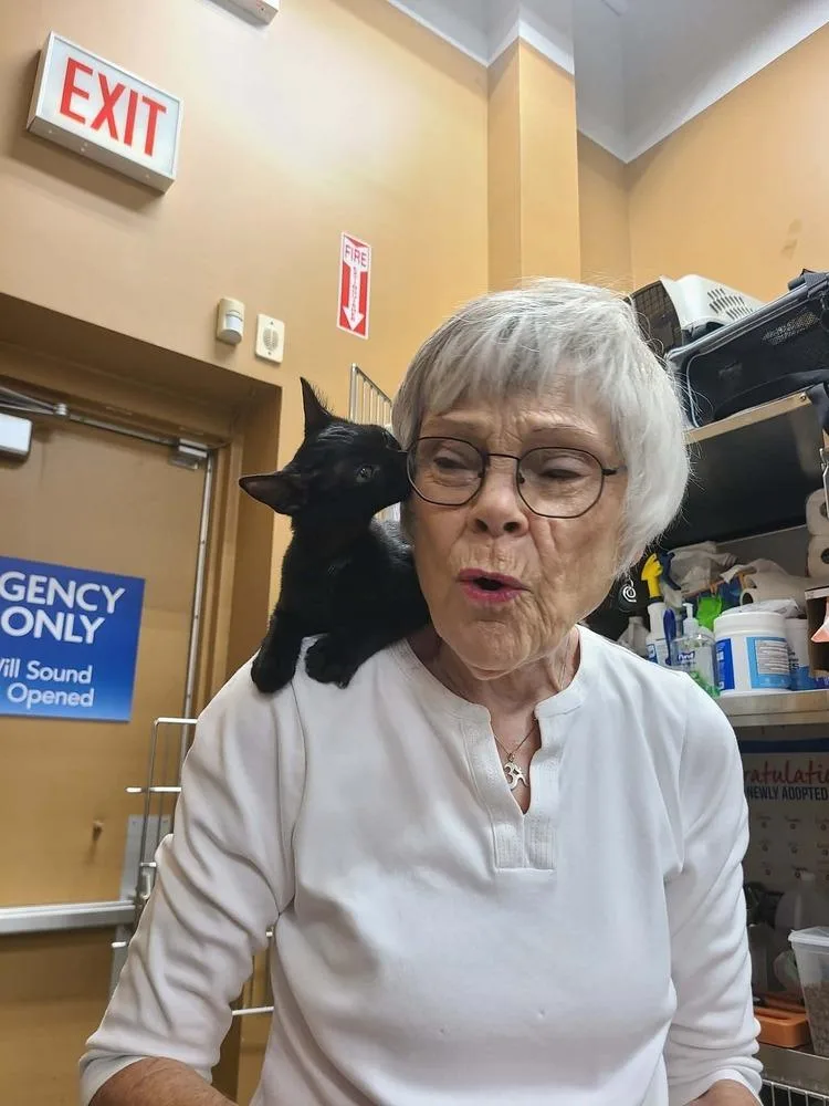 A baby small-sized female Domestic Short Hair cat named Chacha for adoption in Chicago, IL