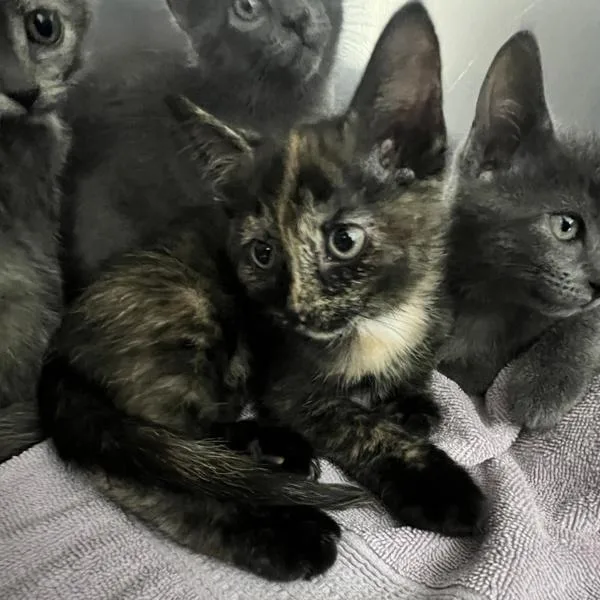 A baby small-sized female Domestic Short Hair cat named Aphrodite for adoption in Sioux City, IA