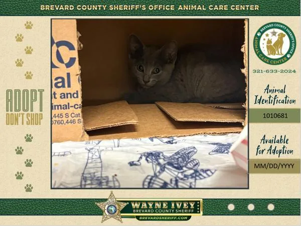 A baby small-sized female Domestic Short Hair cat named Emori for adoption in Melbourne, FL