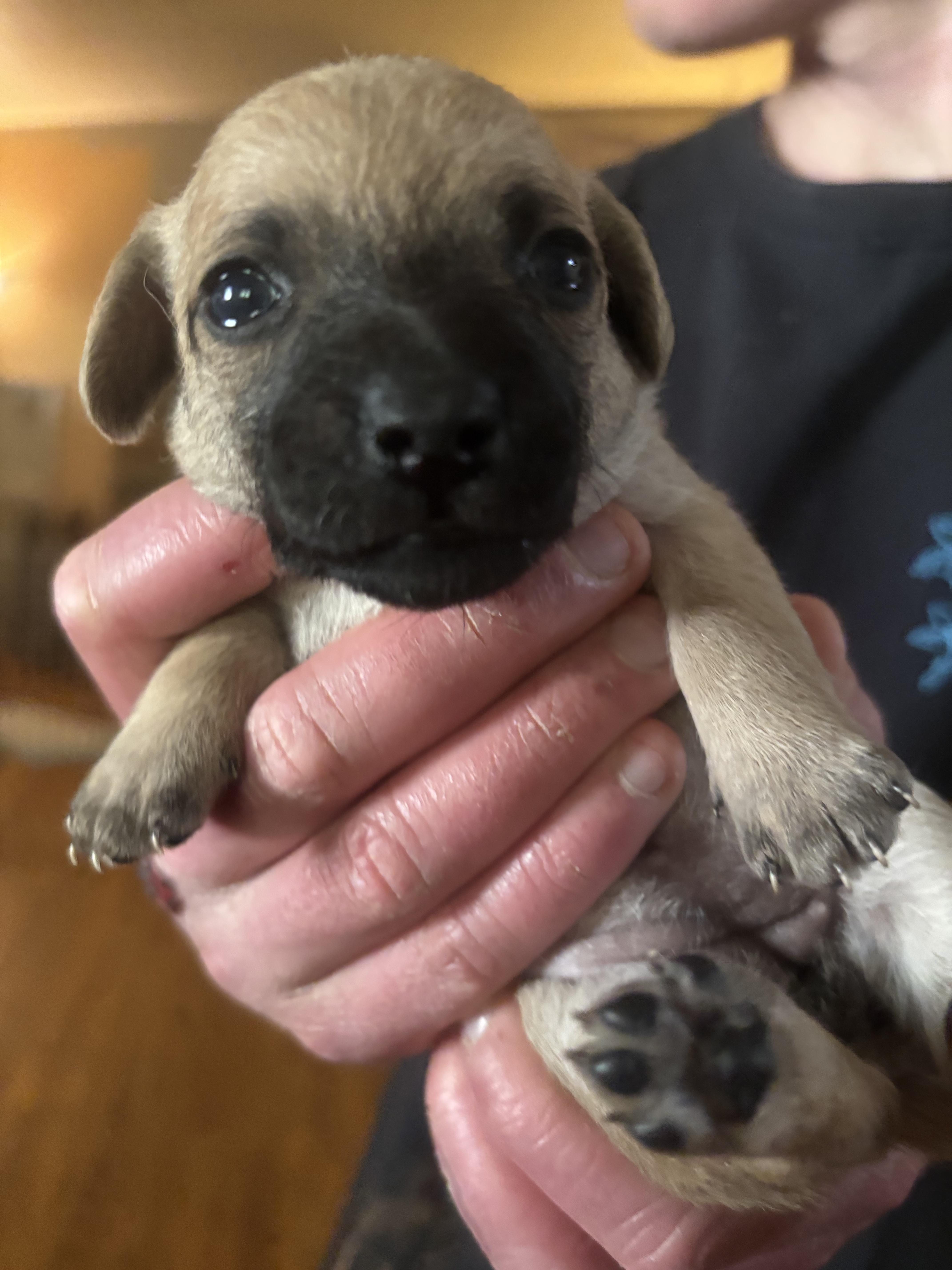 A baby small-sized female Chihuahua dog named Buttercup for adoption in Discovery Bay, CA