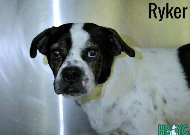 An adult medium-sized male Mixed Breed dog named Ryker for adoption in Fort Mill, SC
