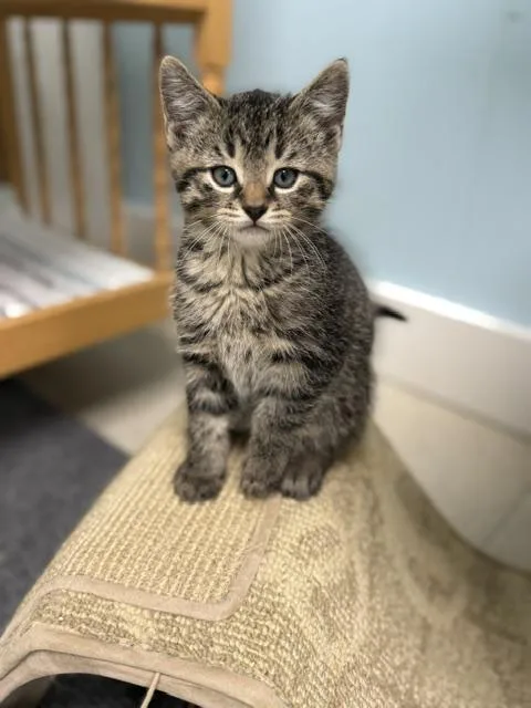 A baby medium-sized male Tabby (Brown / Chocolate) Domestic Short Hair cat named Canoe for adoption in Allegan, MI