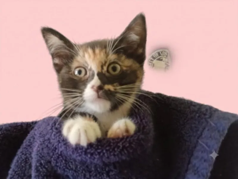 A baby small-sized female Domestic Short Hair cat named Pigeon for adoption in Chatsworth, CA