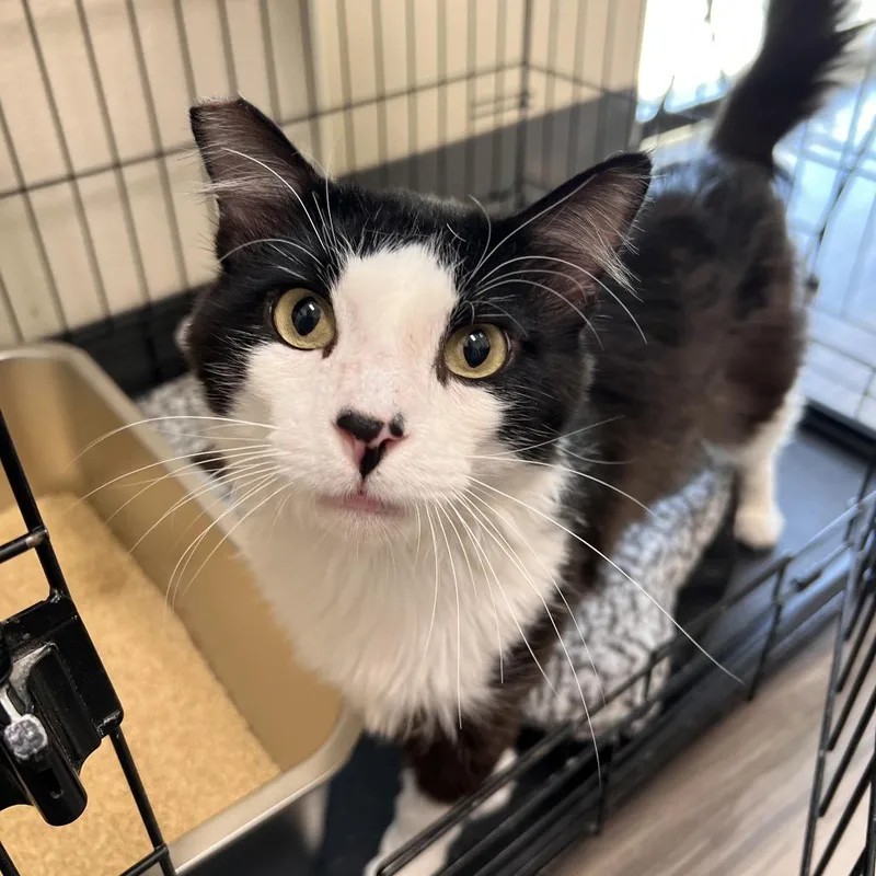An adult large-sized male Black Domestic Medium Hair cat named Happy for adoption in Las Vegas, NV