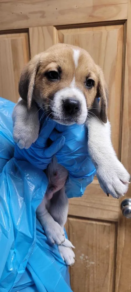 A baby large-sized male Mixed Breed dog named Solitaire for adoption in Chillicothe, OH