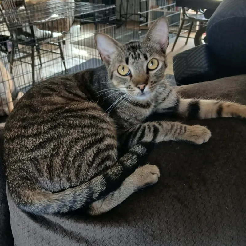 A young medium-sized male American Shorthair cat named Tubi for adoption in Yukon, OK
