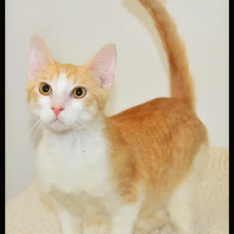 A young medium-sized male Tabby cat named Rudy for adoption in San Andreas, CA