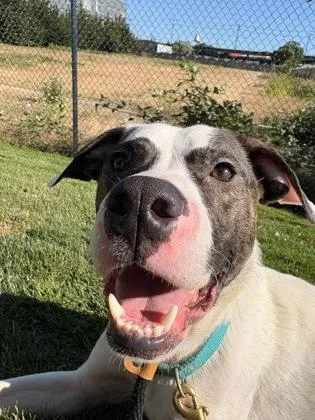 A young medium-sized male Pit Bull Terrier dog named Hugo Boss for adoption in Seattle, WA