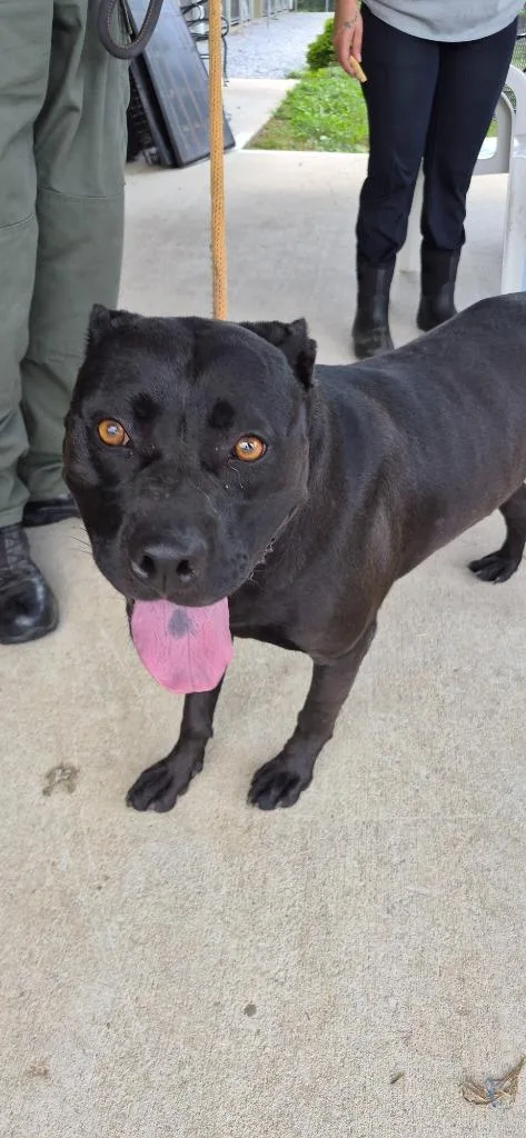 A young large-sized female Labrador Retriever dog named Darla for adoption in Crossville, TN