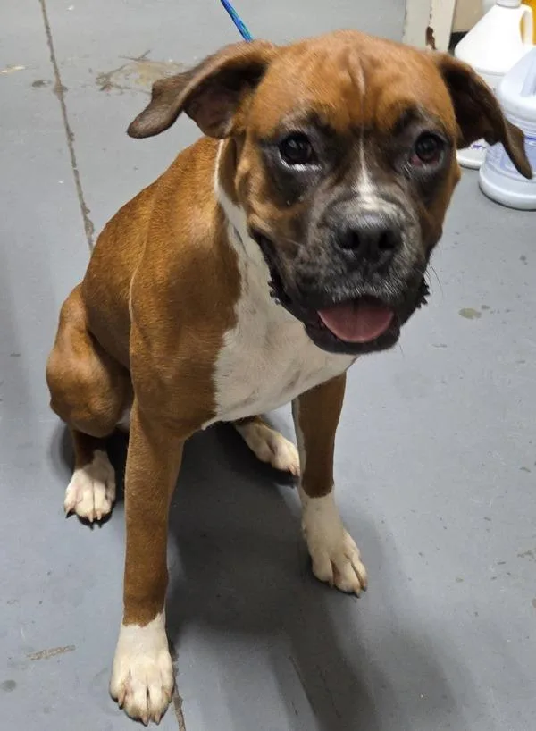 An adult large-sized female Boxer dog named Julianne for adoption in Dallas, GA