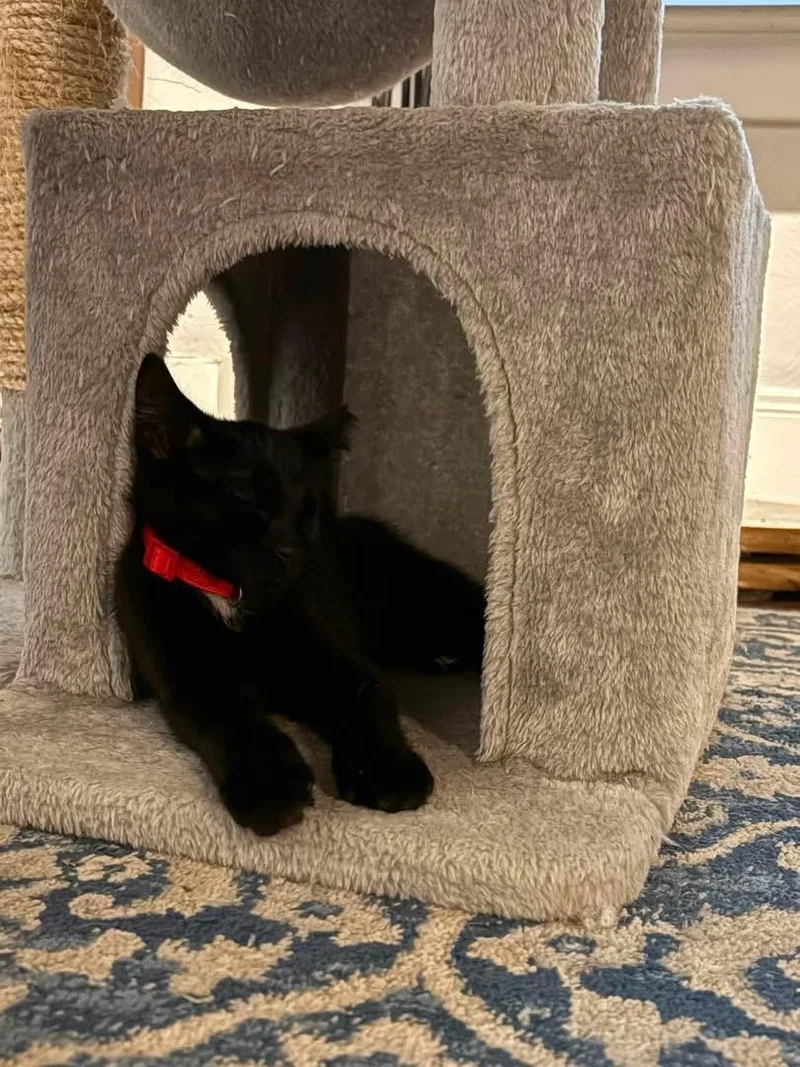 A young medium-sized male Black Domestic Short Hair cat named Filbert for adoption in Medina, OH