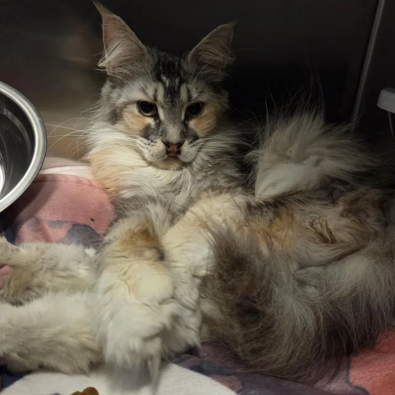 An adult medium-sized female Calico Maine Coon cat named Sky for adoption in Hinsdale, IL
