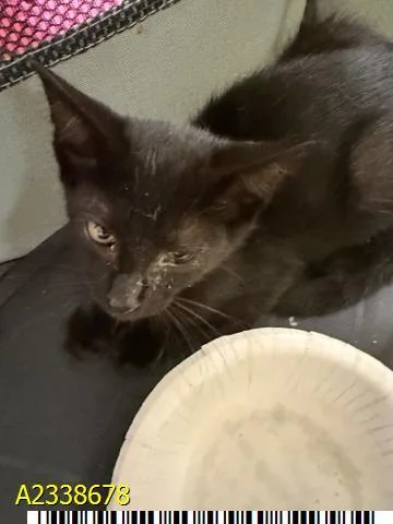 A baby small-sized male Domestic Short Hair cat named Ron for adoption in West Palm Beach, FL