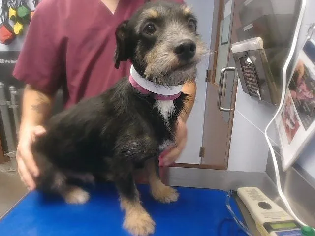 A young small-sized male Border Terrier dog named Fitzgerald for adoption in Phoenix, AZ