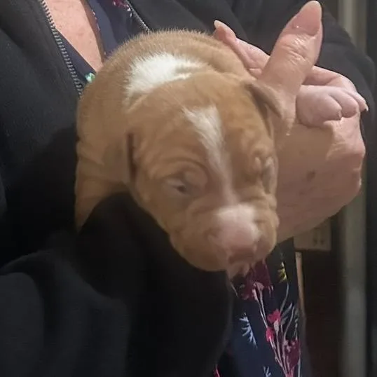 Daisy Lou thumbnail 2