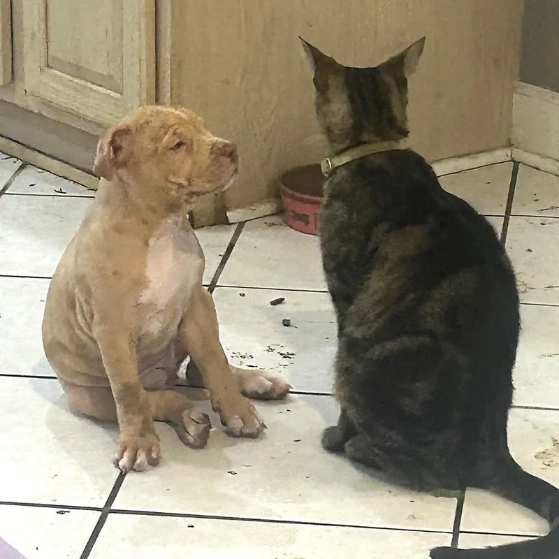 Daisy Lou thumbnail 4