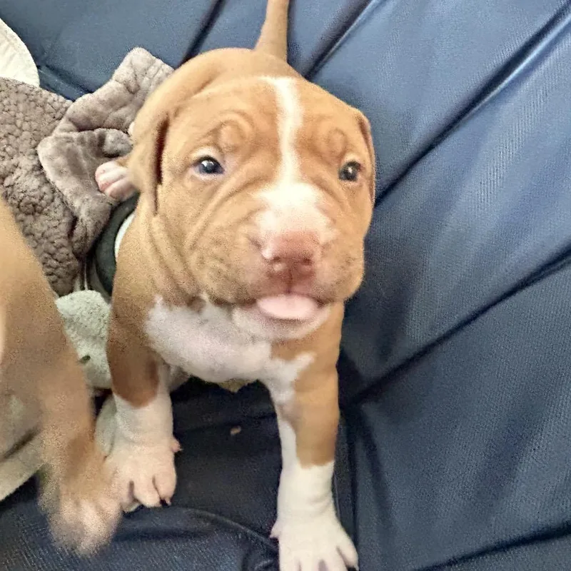 Daisy Lou thumbnail 5