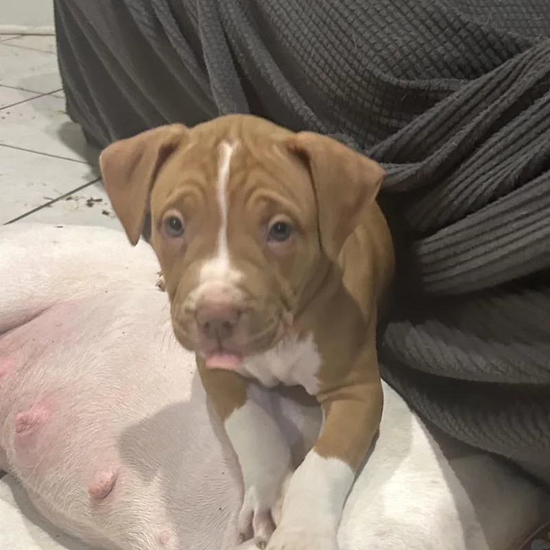 Daisy Lou thumbnail 6