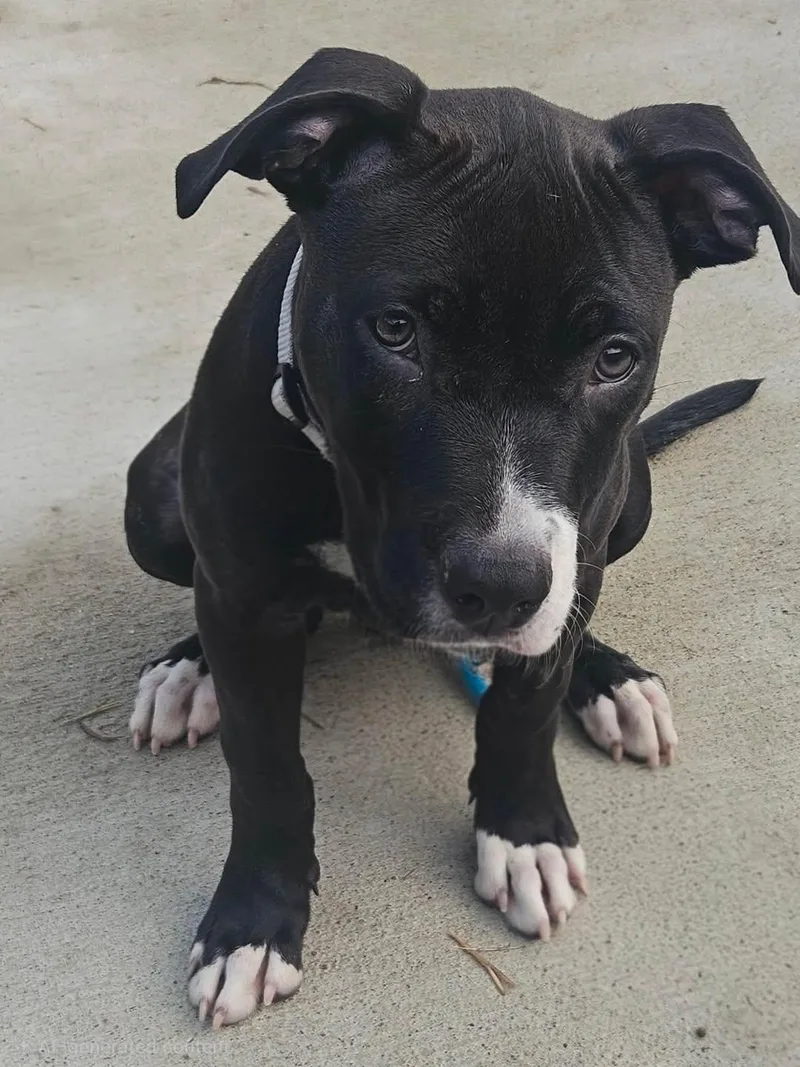 Jester