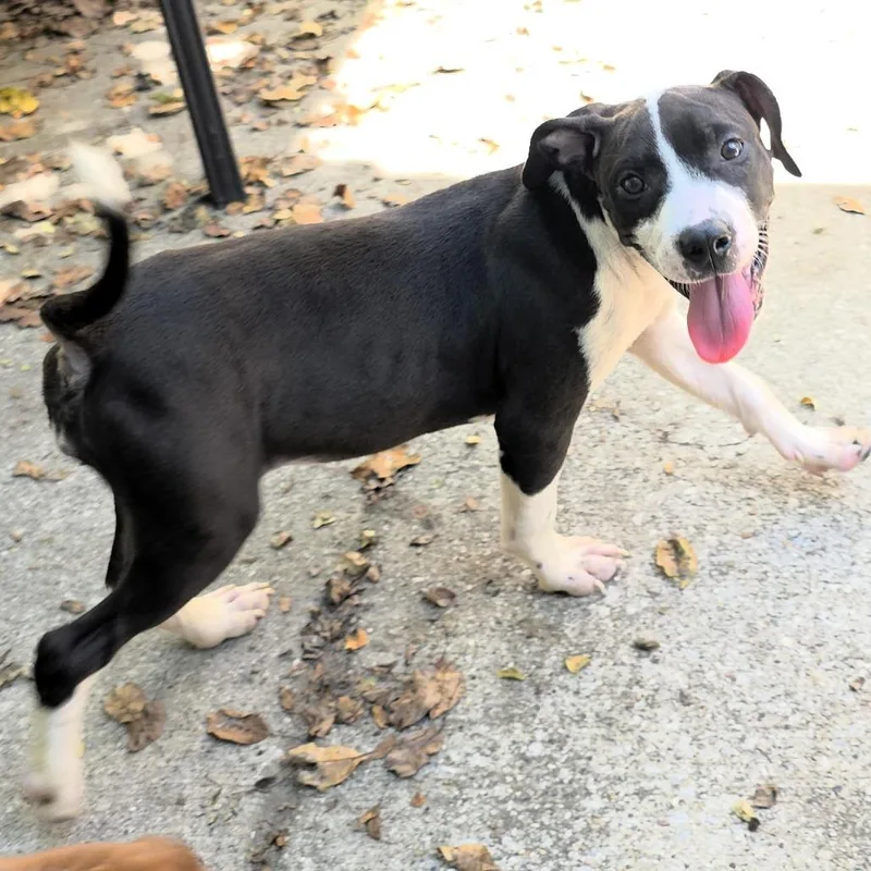 A baby small-sized female Black Mixed Breed dog named Kiwi for adoption in Michigan City, IN
