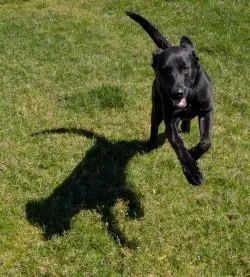Maggie