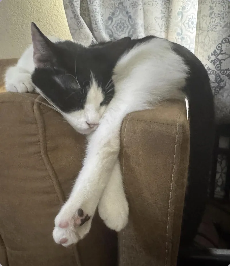 A young large-sized male Black & White / Tuxedo American Shorthair cat named Manning for adoption in Grand Prairie, TX