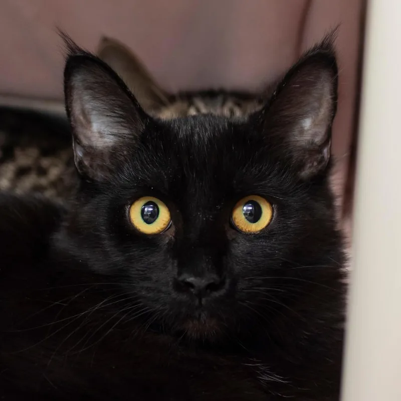 A young medium-sized female Black Domestic Short Hair cat named Sage for adoption in Middletown, RI