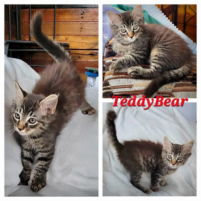 A baby large-sized male Tabby (Brown / Chocolate) Domestic Medium Hair cat named Teddy Bear for adoption in Greensburg, PA