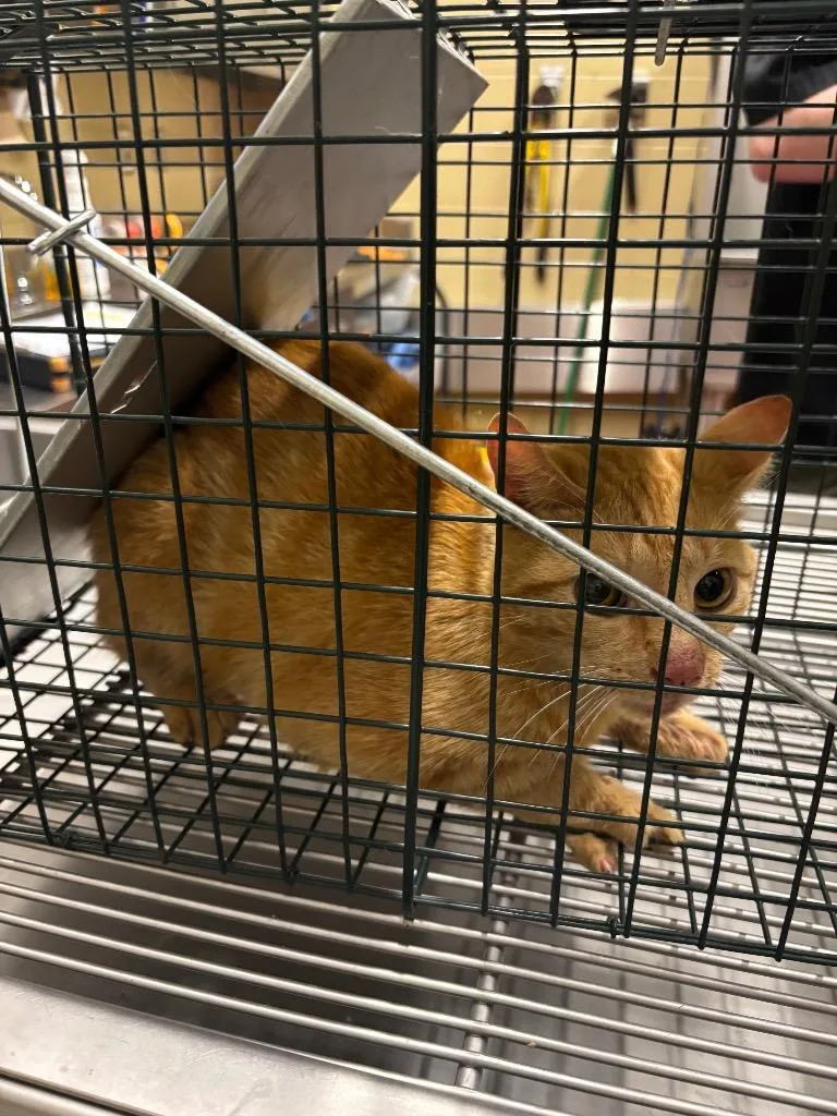 A young medium-sized male Domestic Short Hair cat named Empanada Tnr for adoption in Douglasville, GA