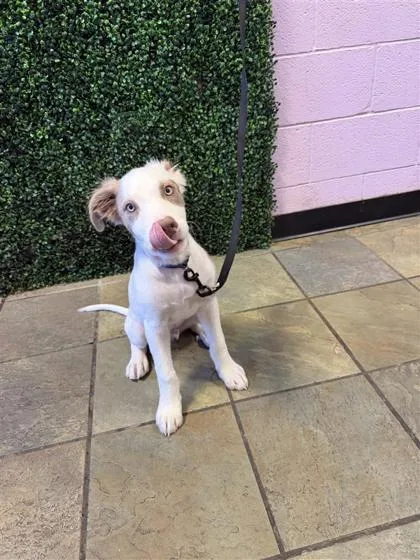 A baby large-sized male White / Cream Mixed Breed dog named 61684131 for adoption in El Paso, TX