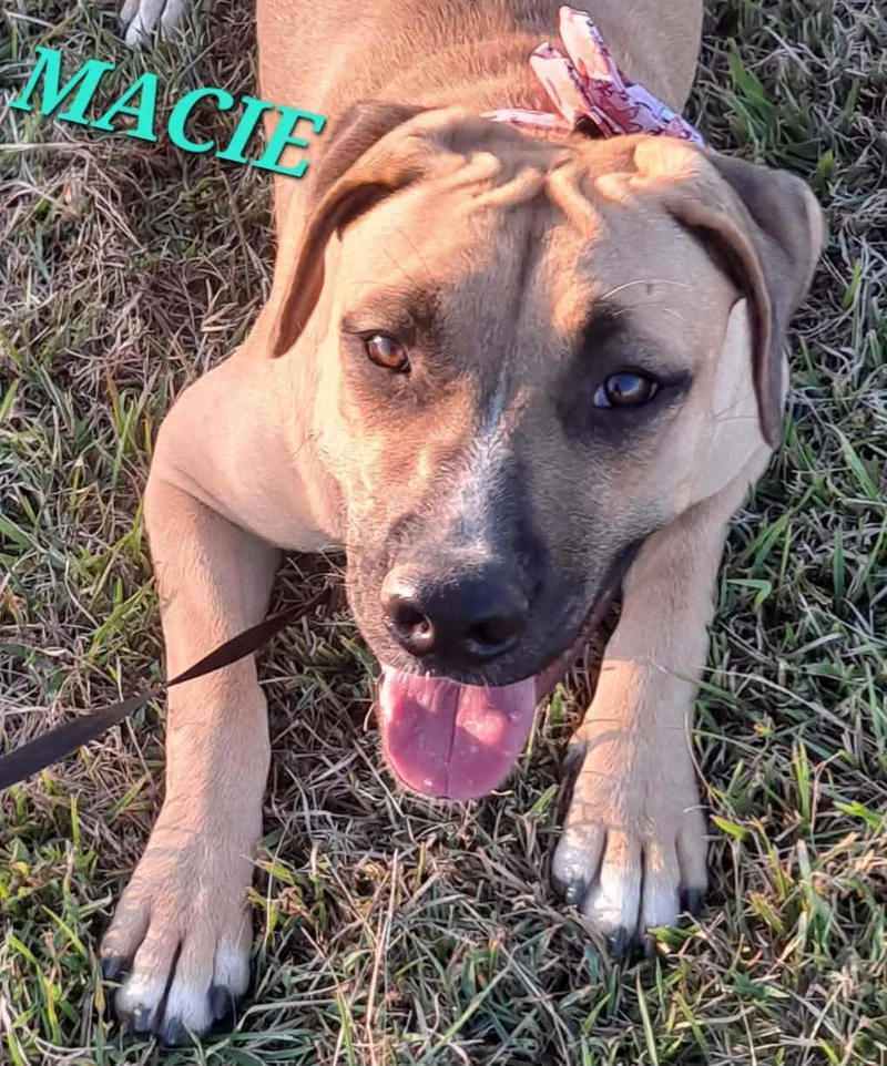 A baby medium-sized female Mountain Cur dog named Macie for adoption in Andover, MA