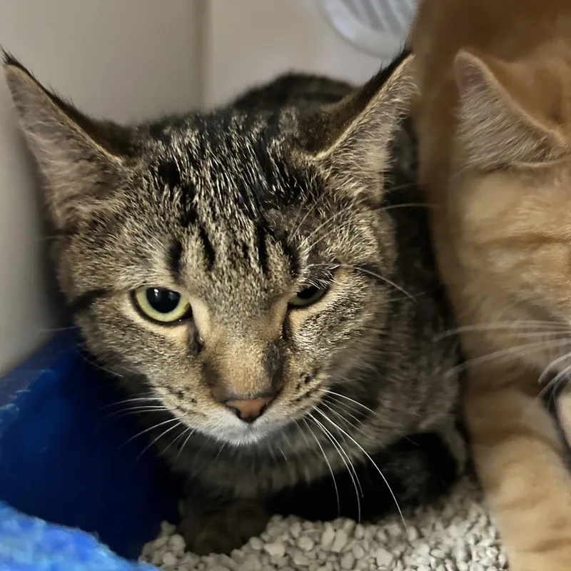 A baby small-sized male Brown / Chocolate Domestic Short Hair cat named Jalapeno for adoption in Newport, NC