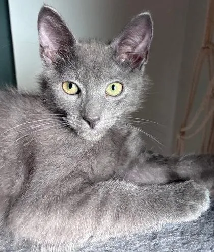 A baby small-sized male Gray / Blue / Silver Domestic Short Hair cat named Batman for adoption in Kansas City, MO