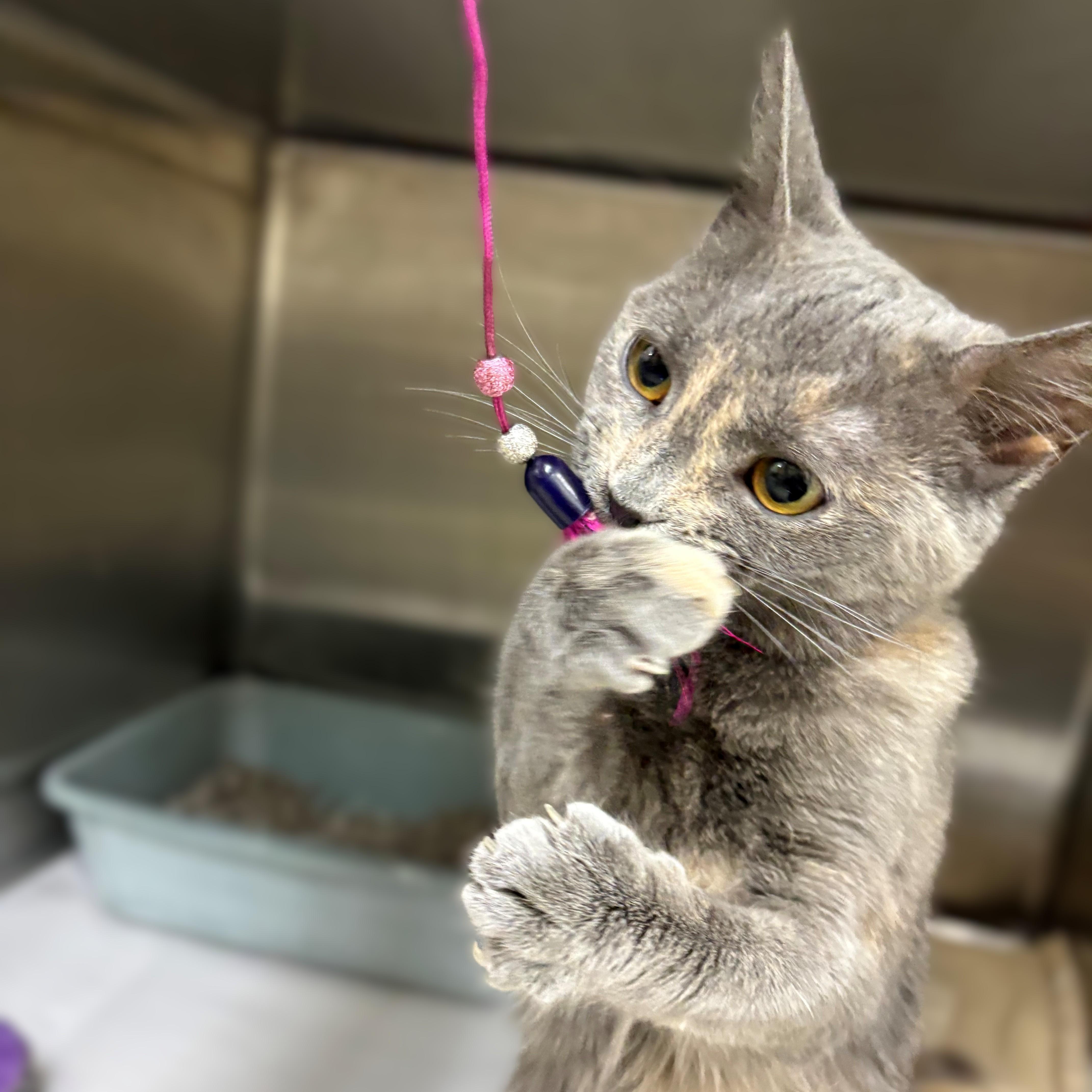 A baby medium-sized female Dilute Tortoiseshell Domestic Short Hair cat named Elara for adoption in Columbia, MD