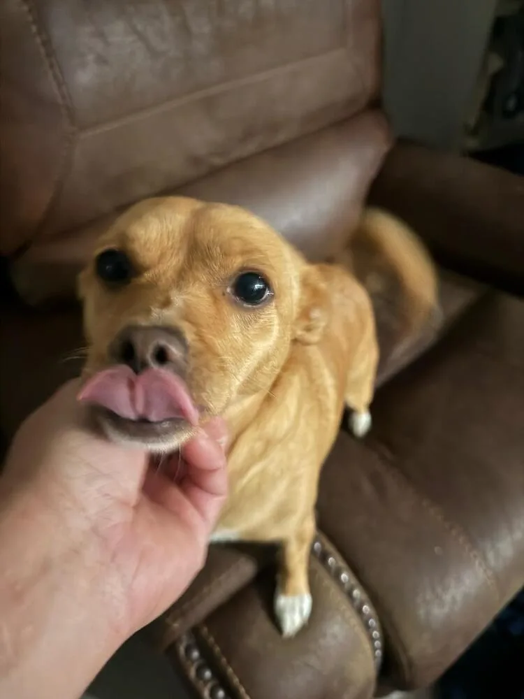 Lily thumbnail 2