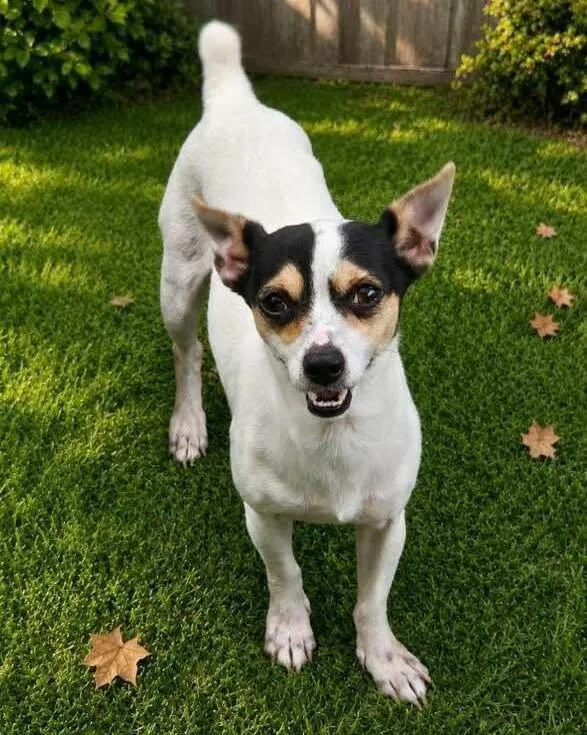 An adult small-sized female Jack Russell Terrier dog named Ellie May for adoption in Grand Bay, AL