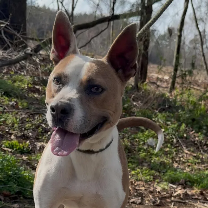 An adult medium-sized male Yellow / Tan / Blond / Fawn Terrier dog named Bodie Boggle for adoption in Monroeville, AL